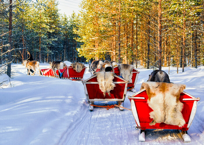 Rendier, Tromso, Noors Lapland, Noorwegen, Sami cultuur