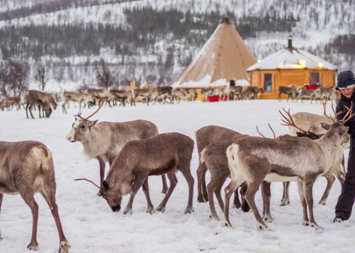 Reindeers, Tromso, Noorwegen